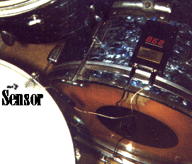 beat bug photo